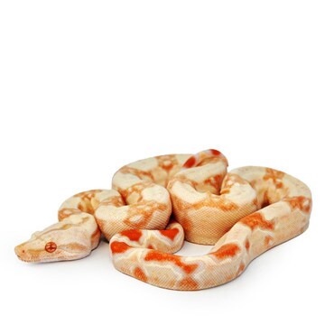 Sharp Albino Boa